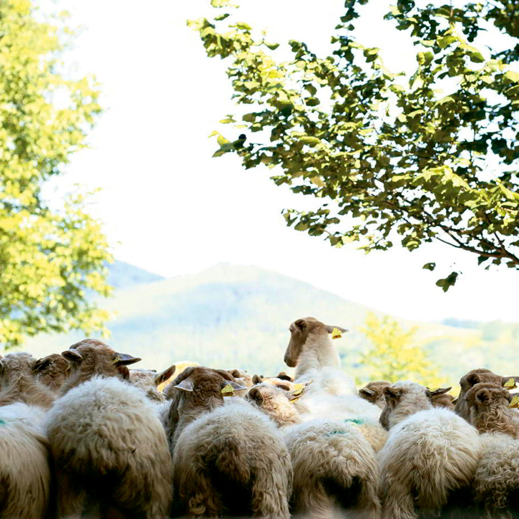 QUESO IDIAZÁBAL ECO