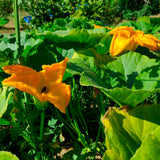 CALABACÍN BLANCO DE PANZANO ECO