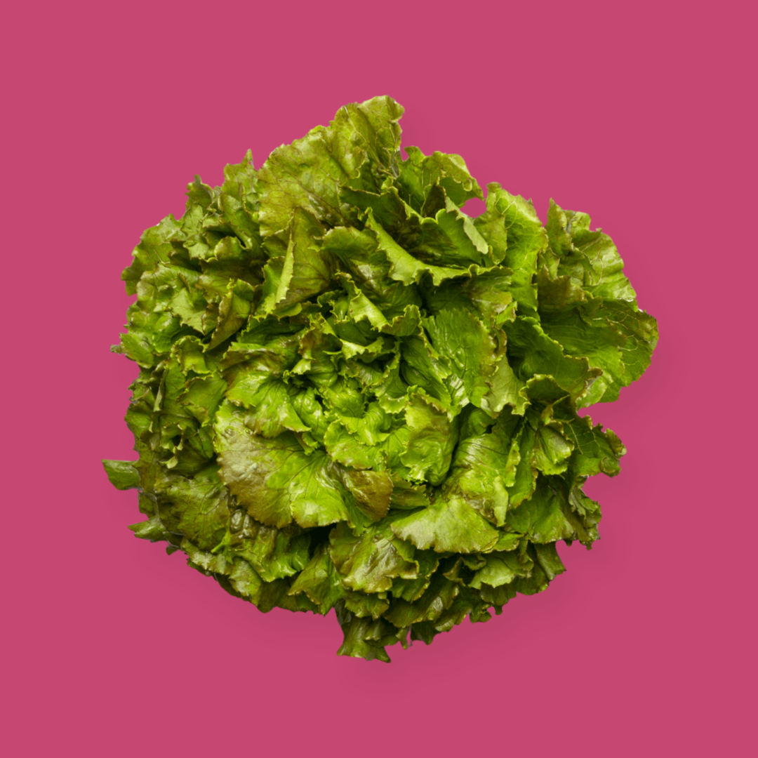 LECHUGA MARAVILLA DE VERANO ECO